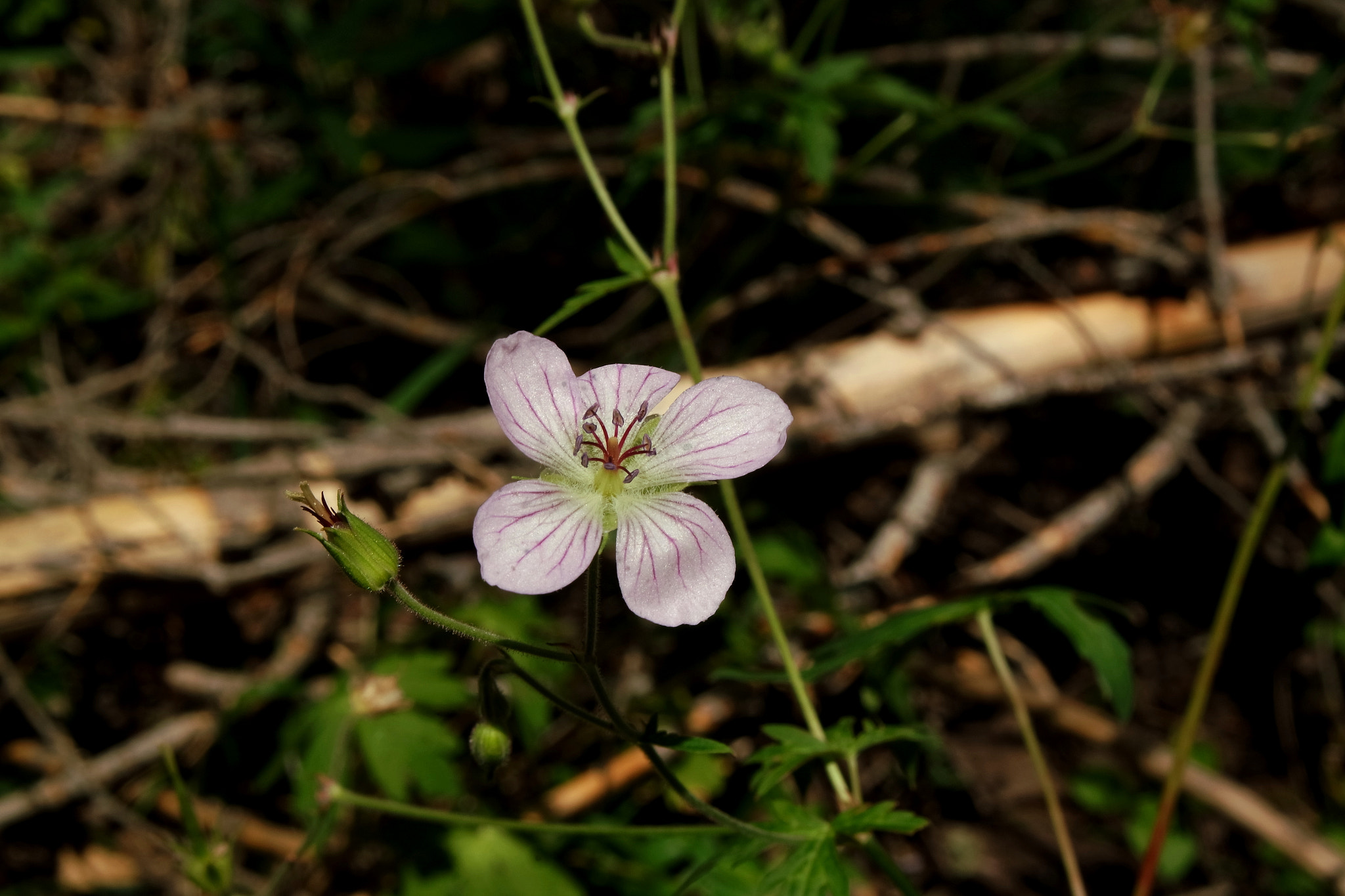 Samsung NX3000 sample photo. Wild flower photography