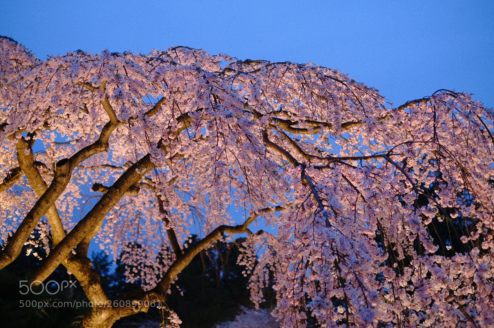 Fujifilm X-T2 sample photo. Dscf photography