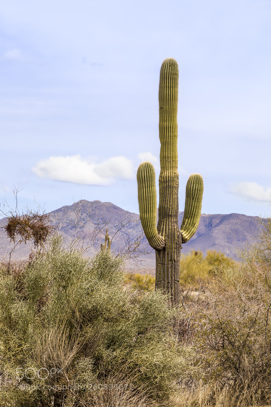 Canon EOS 5D Mark IV sample photo. Saguaro and mountains photography