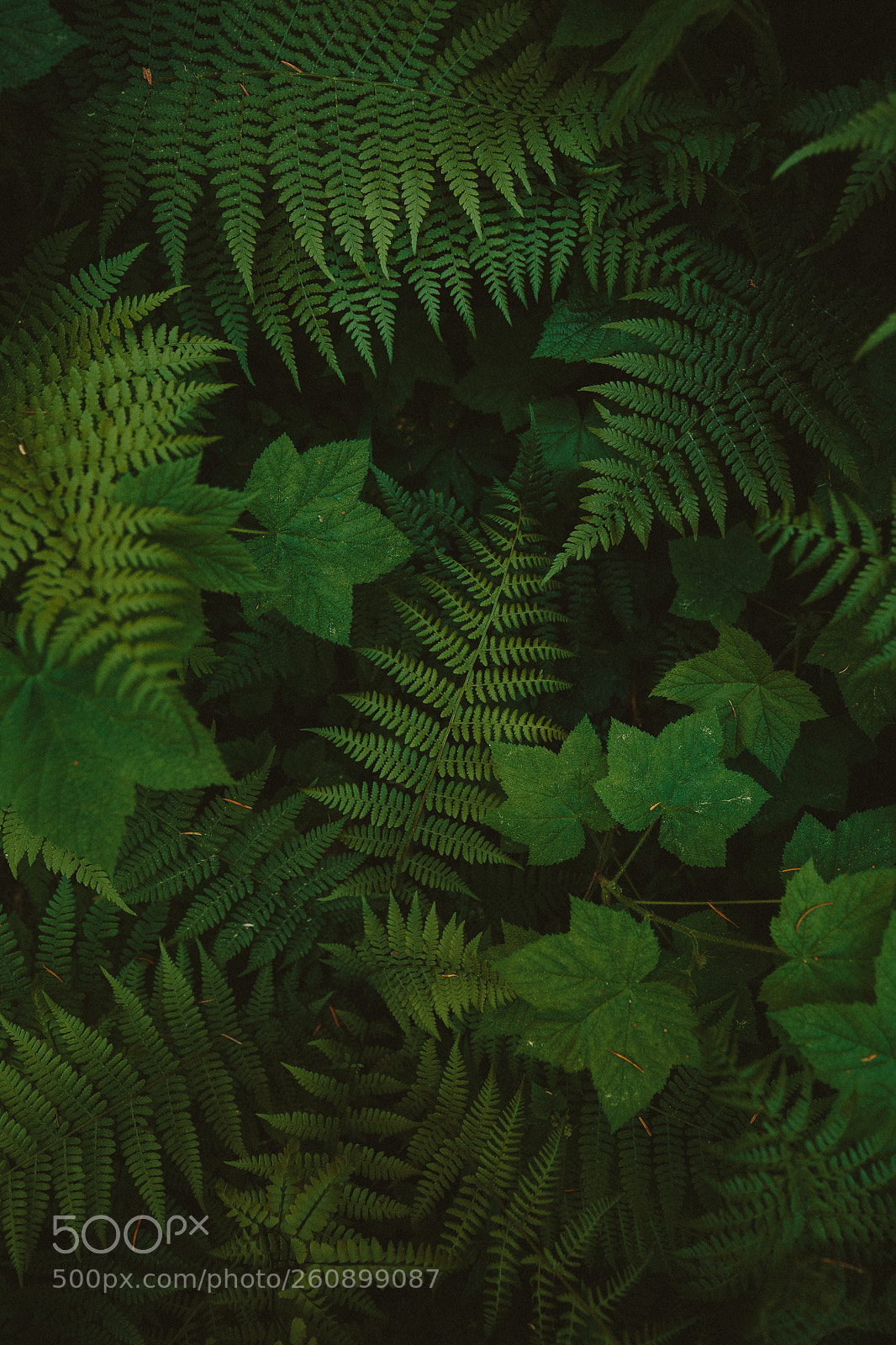 Canon EOS-1D X sample photo. Forest foliage photography