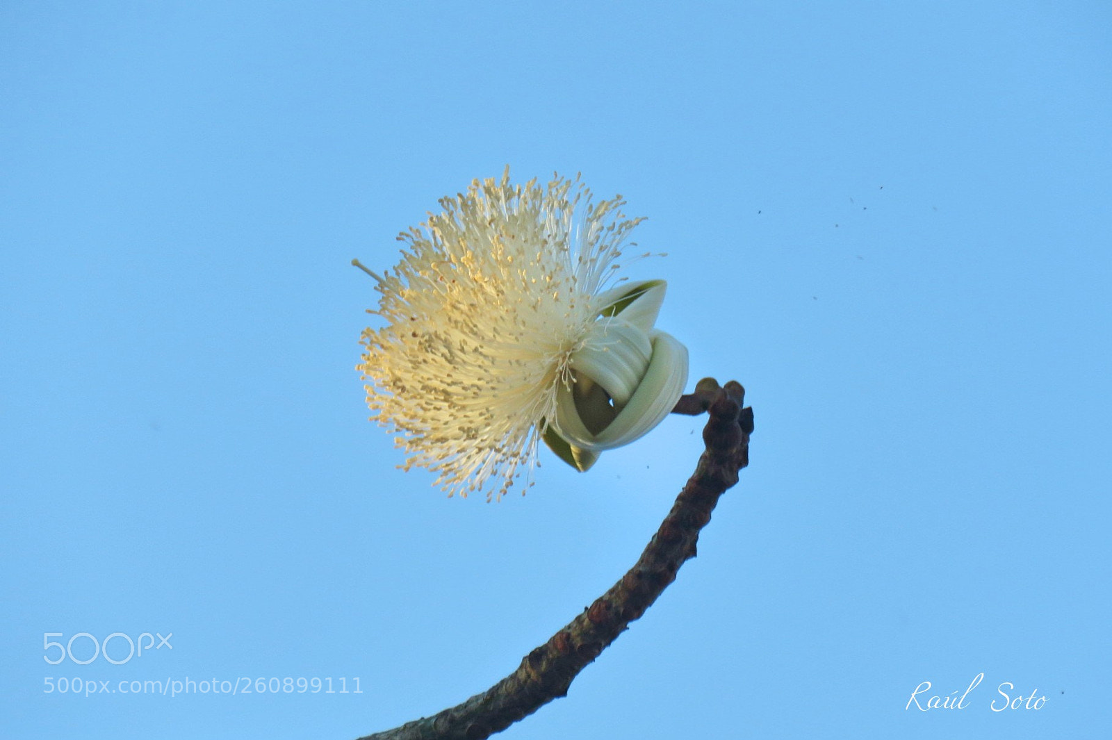 Canon PowerShot SX60 HS sample photo. Flor de verano photography