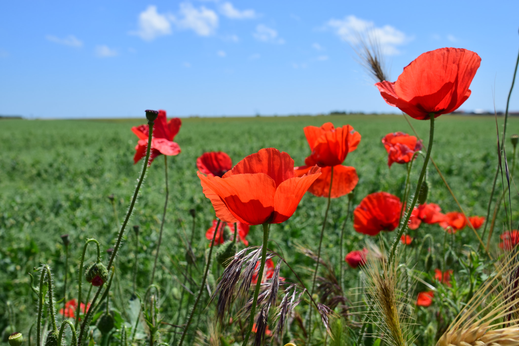 Nikon D5300 + Nikon AF-S Nikkor 20mm F1.8G ED sample photo. Poppies photography