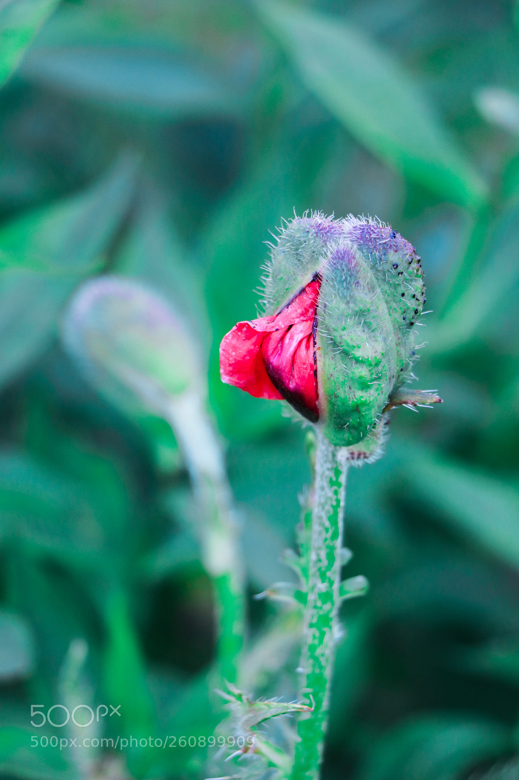 Canon EOS 80D sample photo. Transformation.. photography