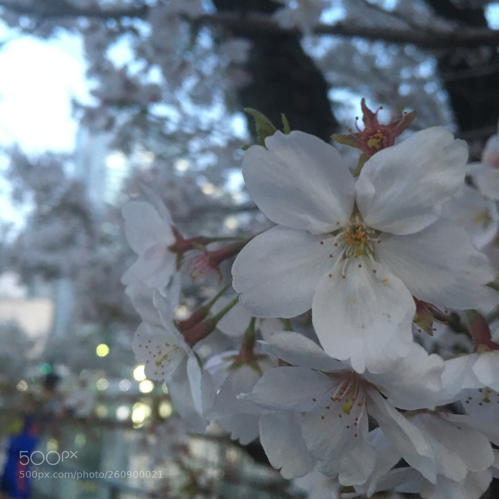 Apple iPhone 6s sample photo. Img photography
