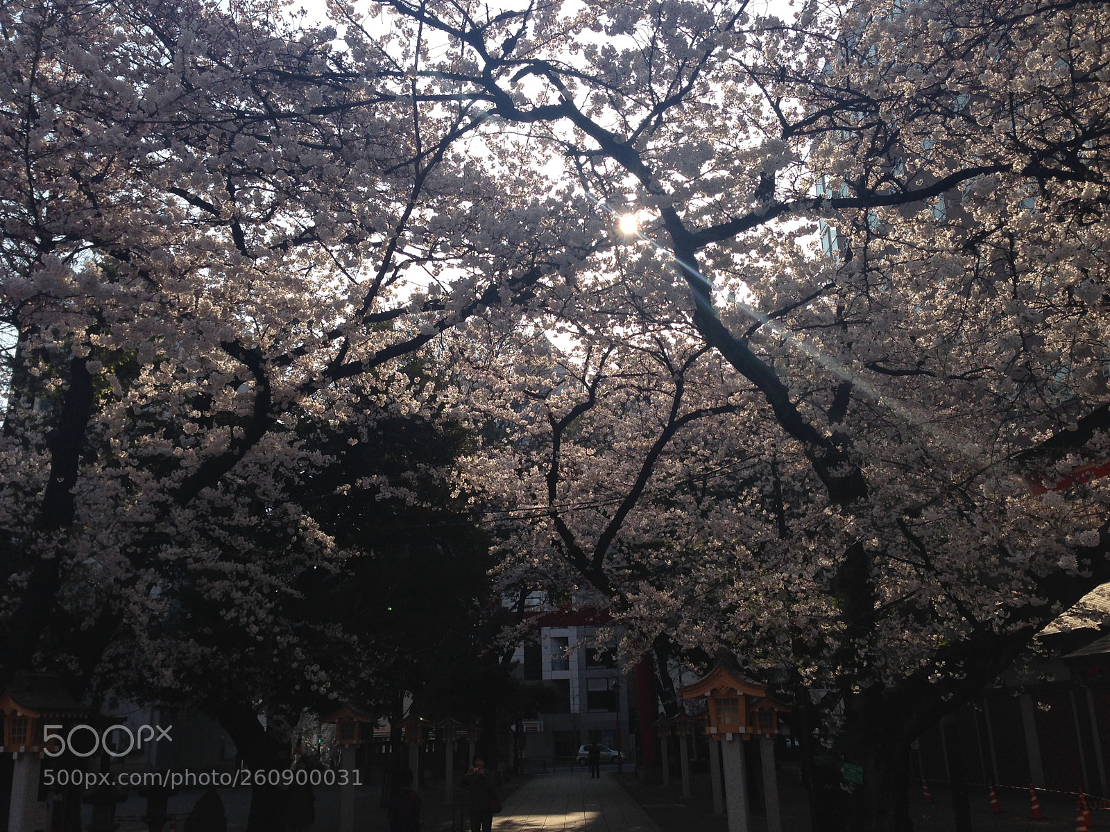 Apple iPhone 5 sample photo. Img photography
