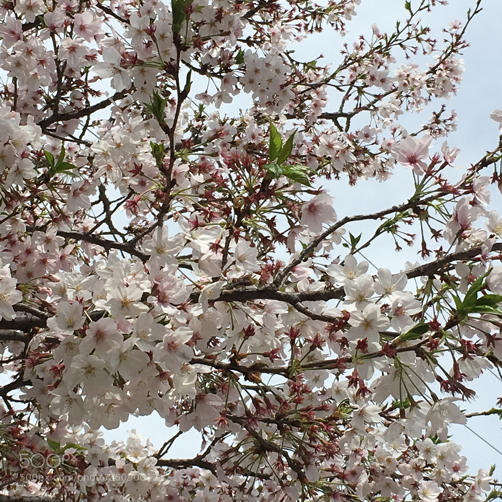 Apple iPhone 6s sample photo. Img photography