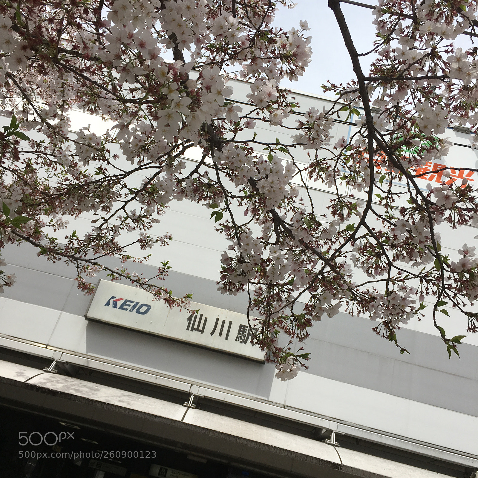 Apple iPhone 6s sample photo. Img photography