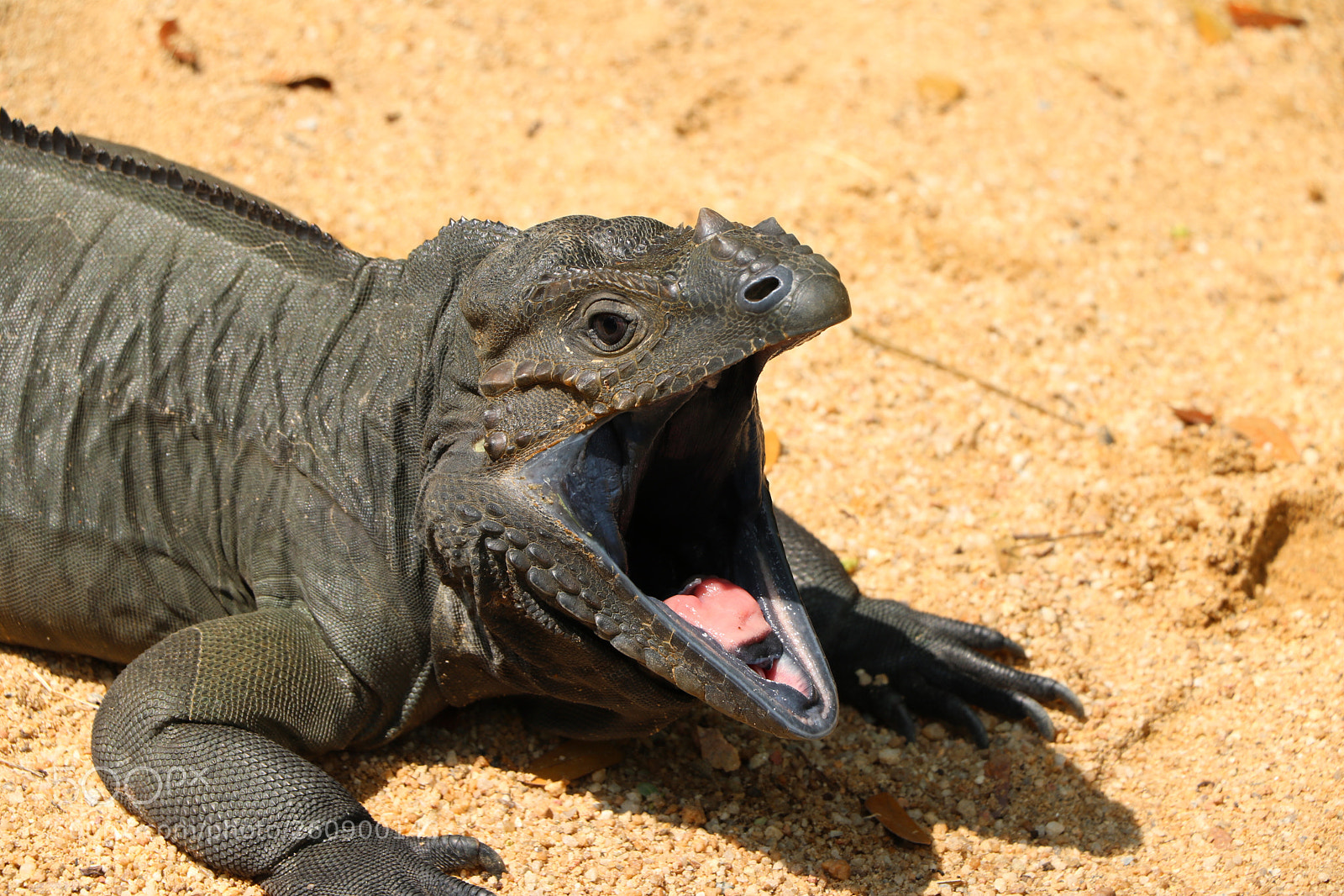 Canon EOS 760D (EOS Rebel T6s / EOS 8000D) sample photo. Yawning or just hungry? photography