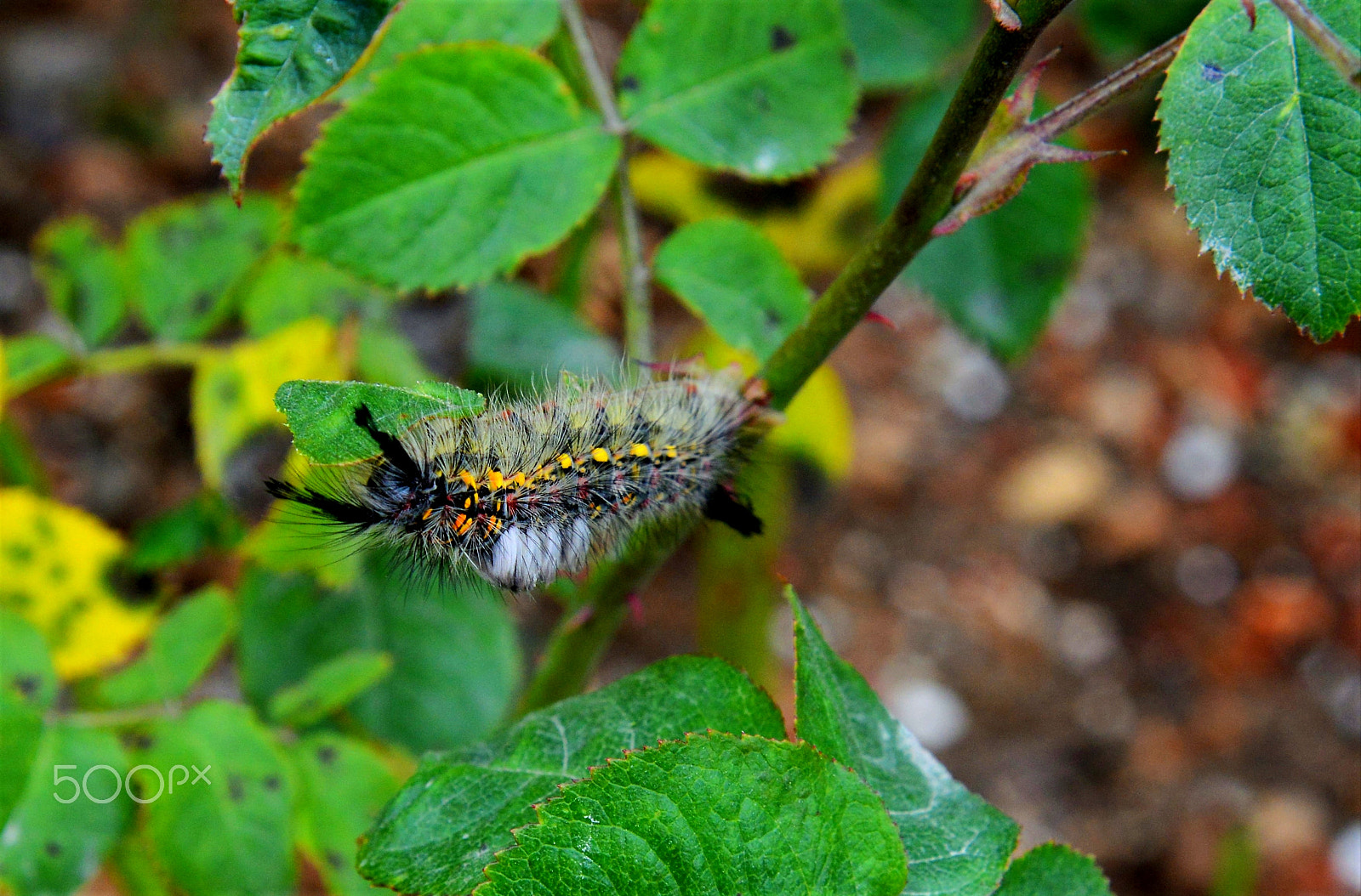 Nikon AF-S Nikkor 24-120mm F4G ED VR sample photo. Caterpillar photography