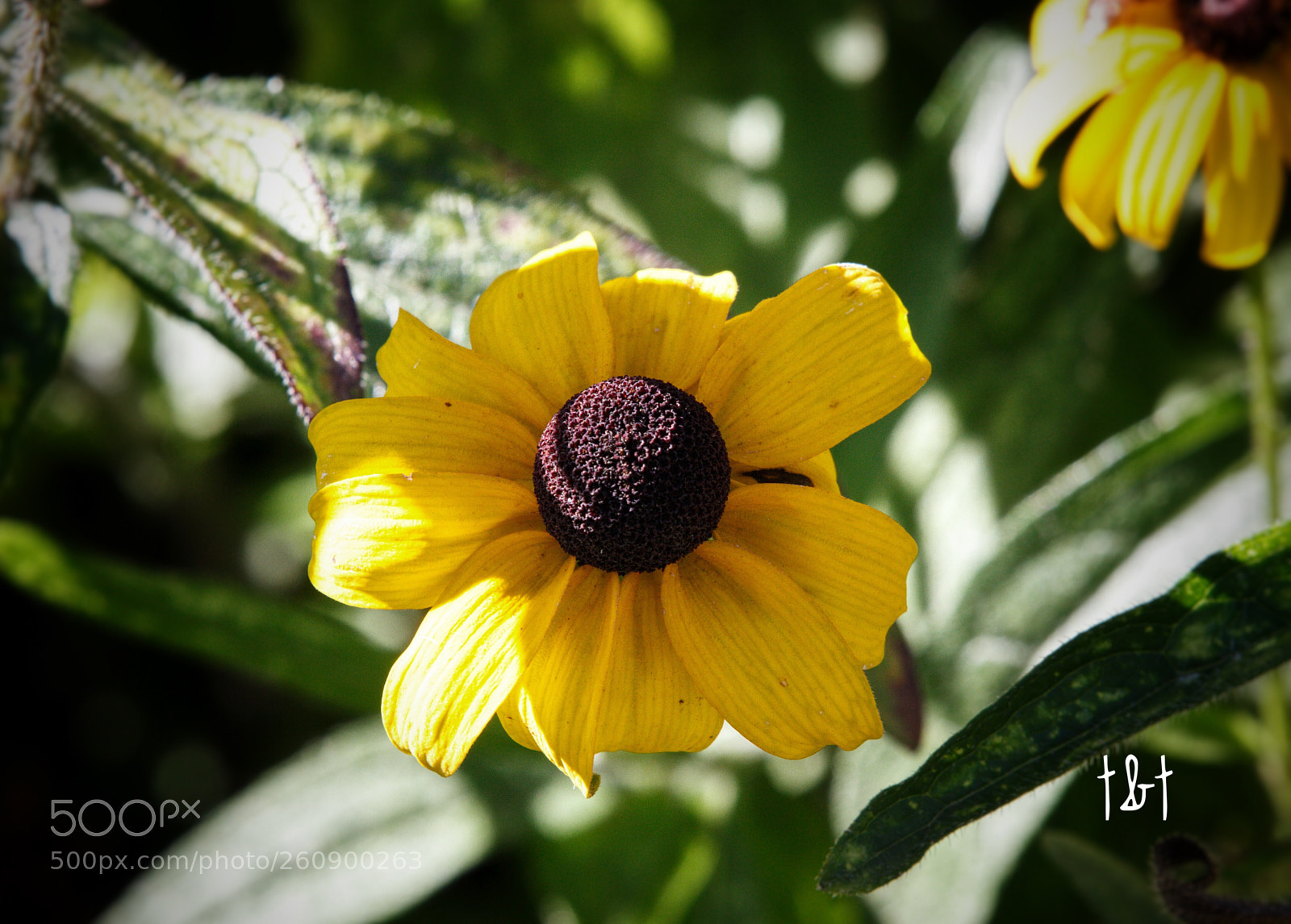 Canon EOS 7D sample photo. Untitled photography