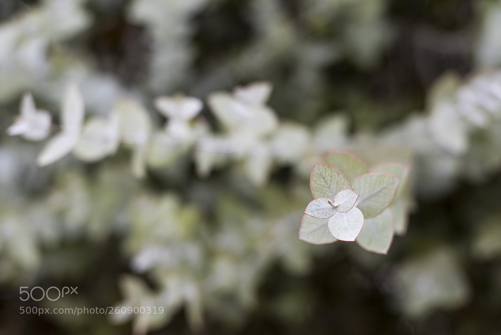 Nikon D810 sample photo. Eucaliptus photography