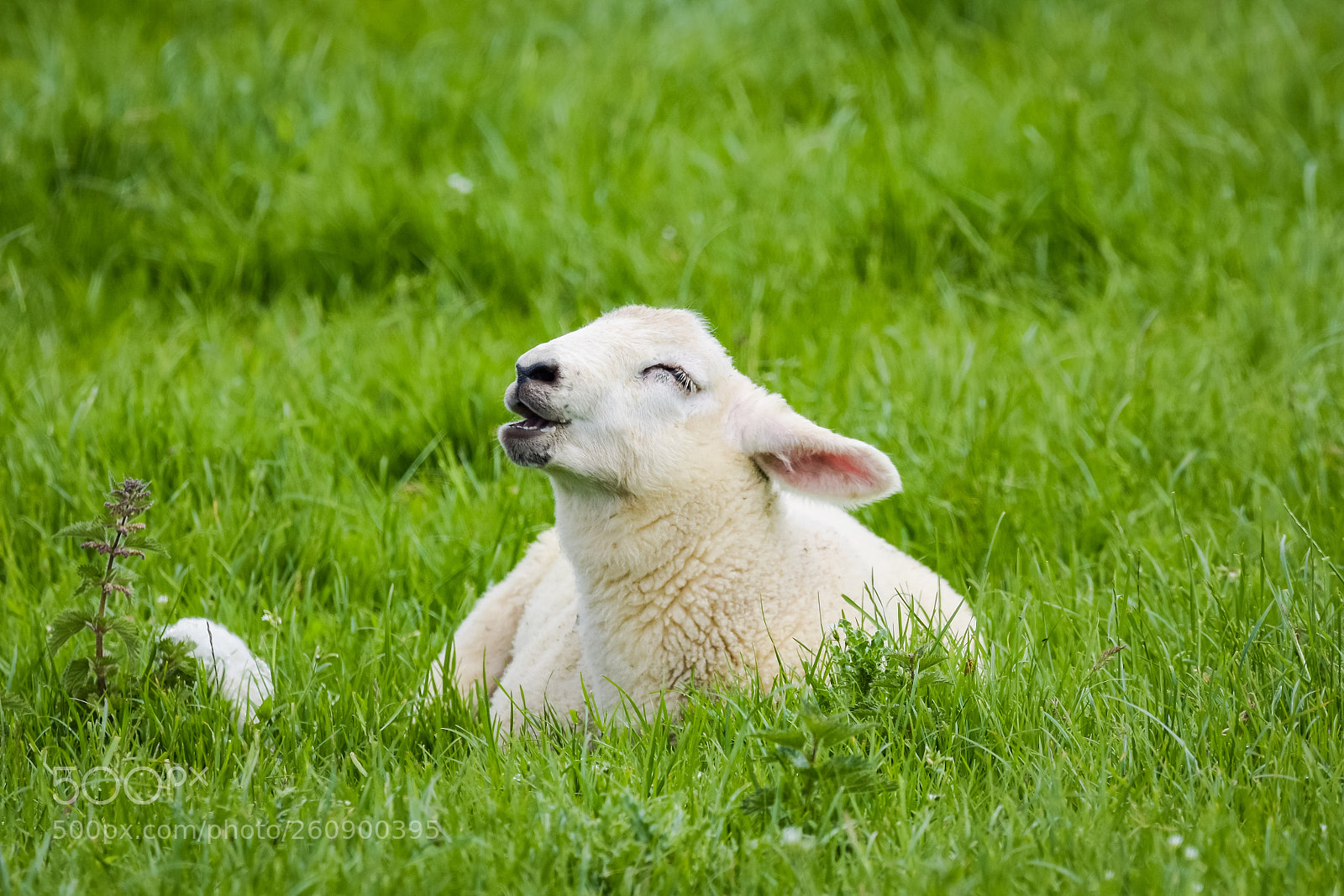 Nikon D7200 sample photo. 'the laughing lamb' photography