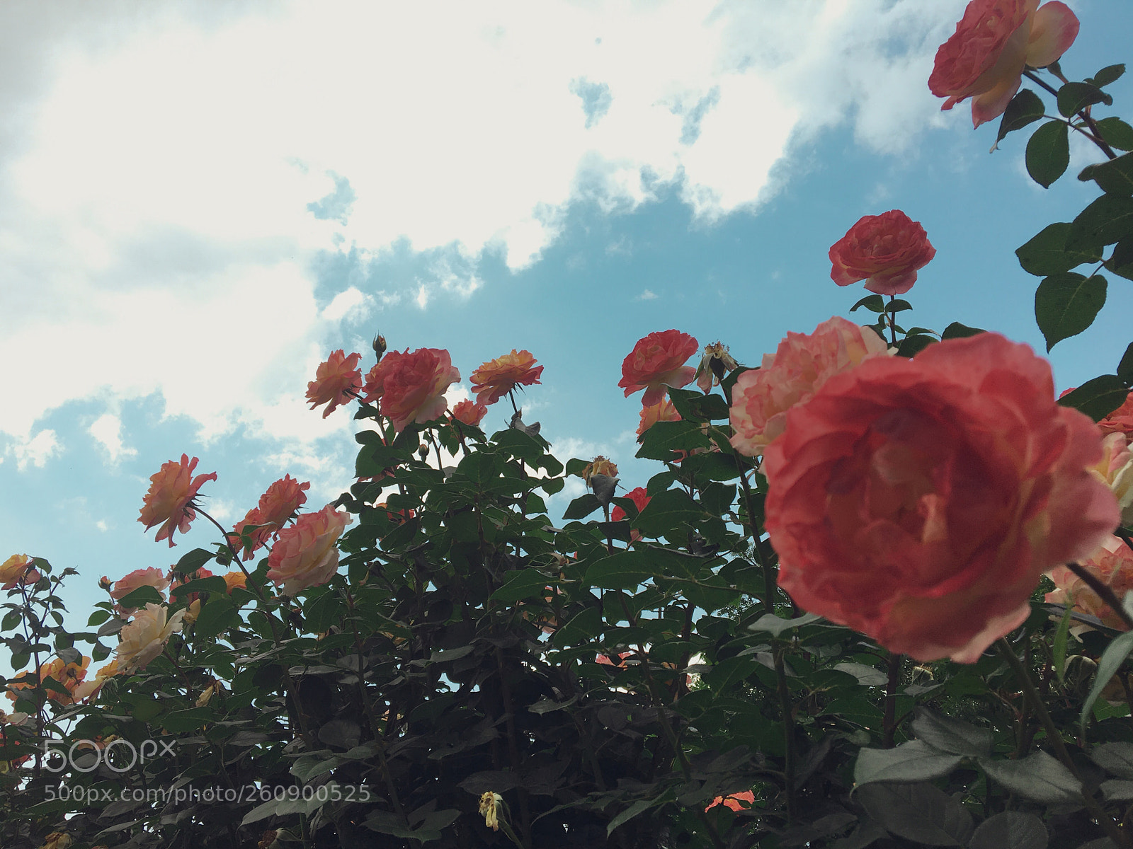 Apple iPhone 6s sample photo. Untitled photography