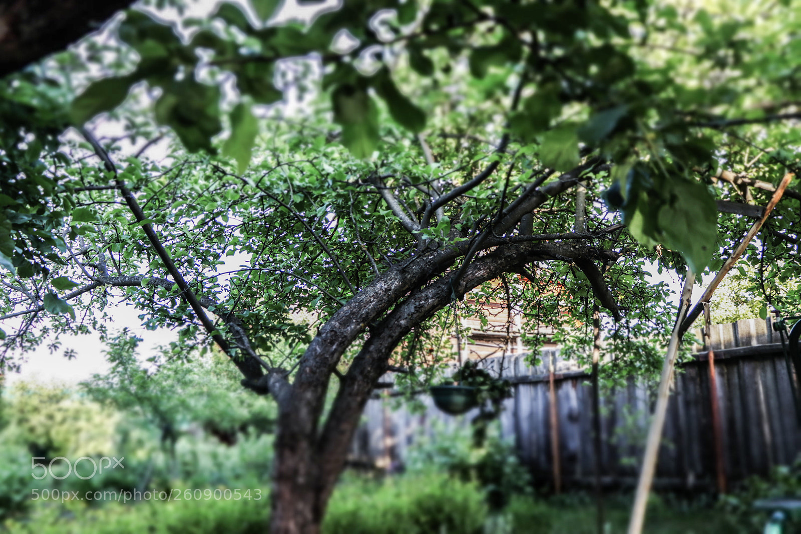 Canon EOS 80D sample photo. Old аpple tree photography