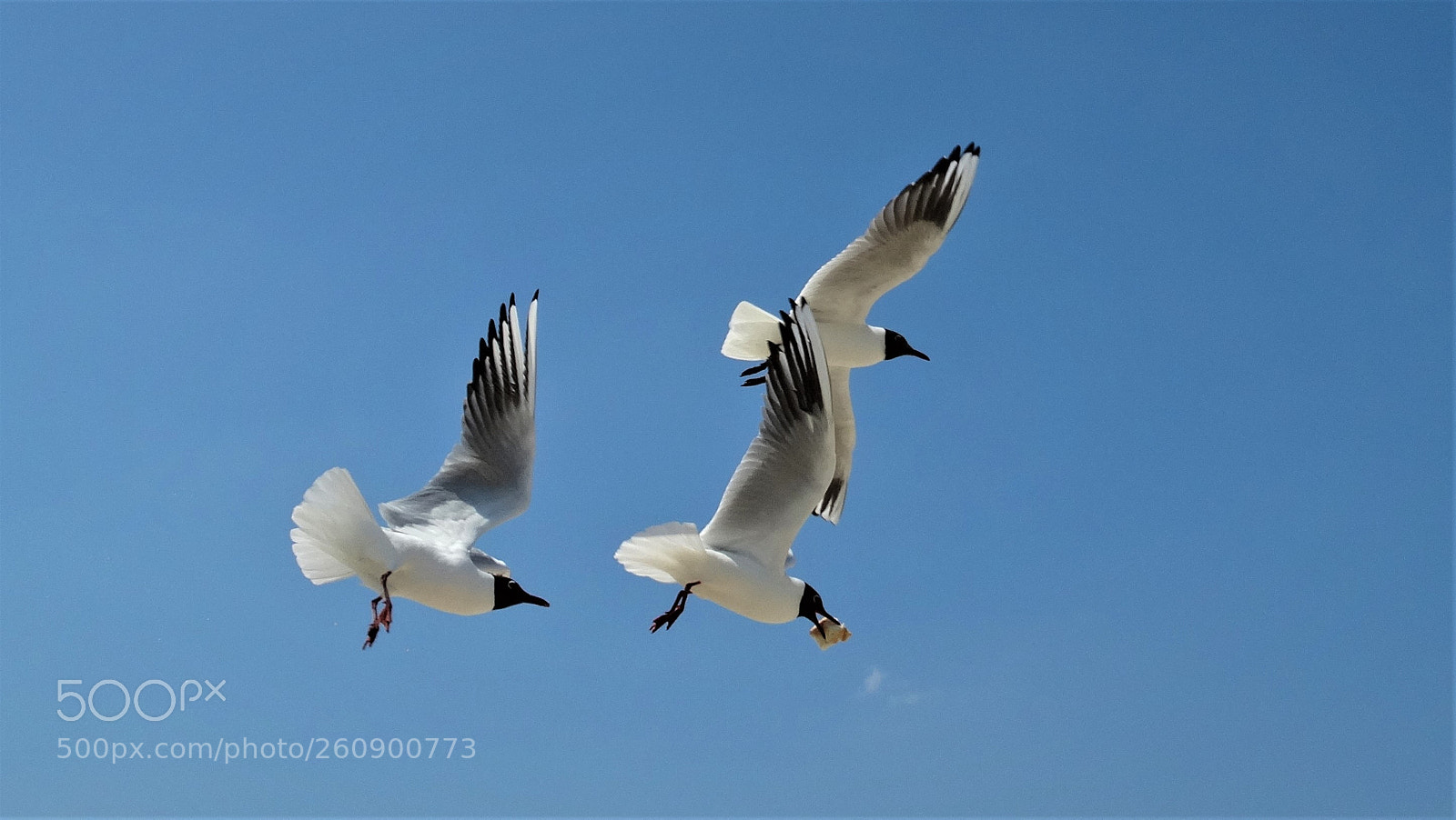 Sony Cyber-shot DSC-HX300 sample photo. Gulls. photography