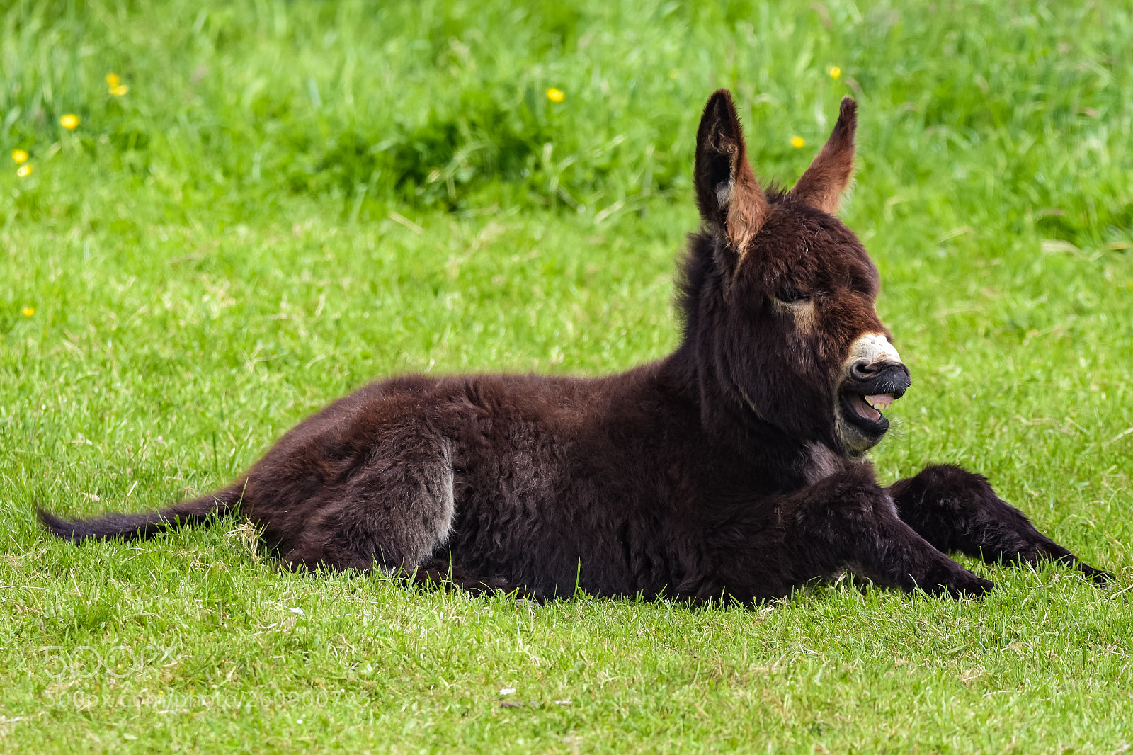 Nikon D7200 sample photo. 'the sneezing donkey' photography