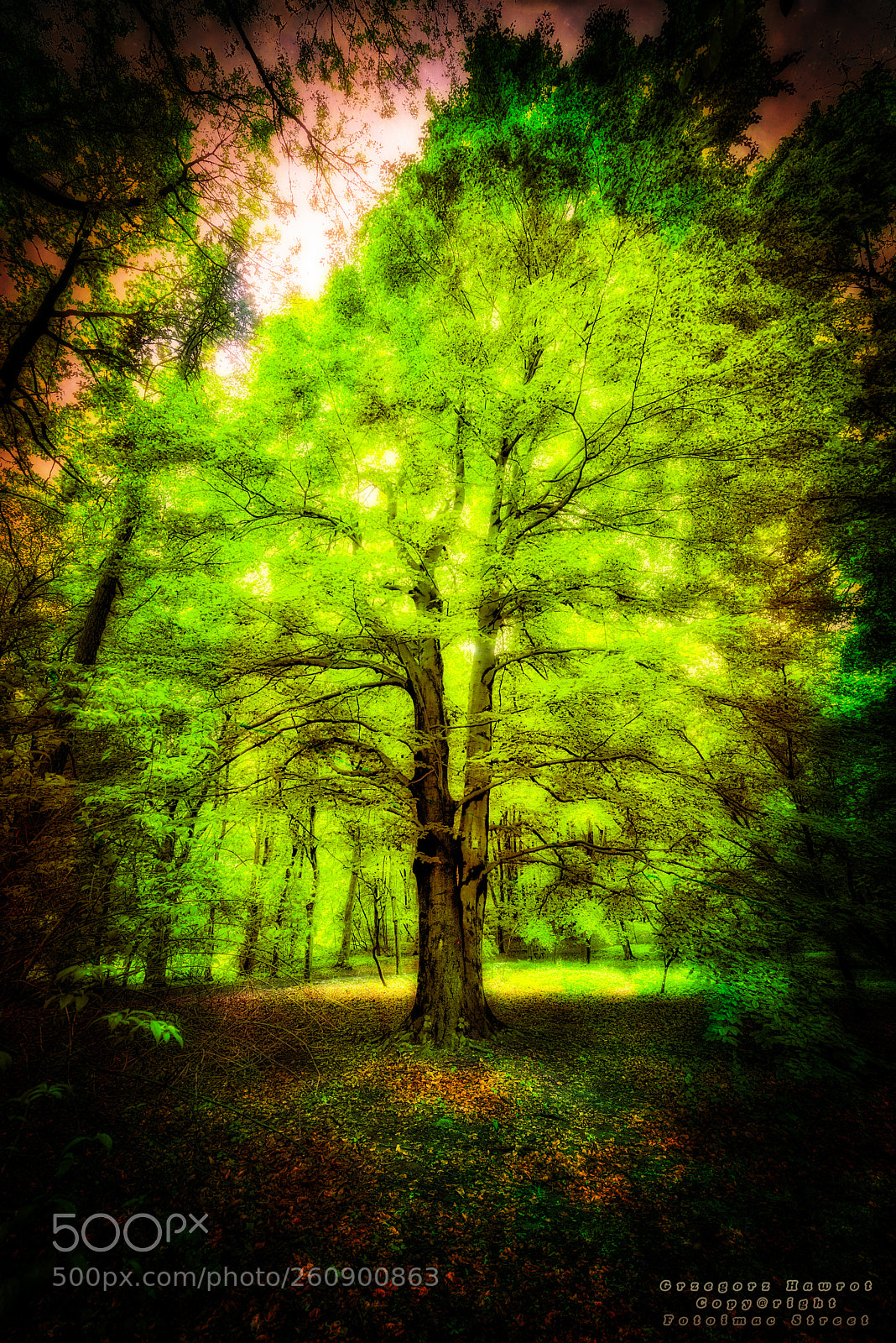 Nikon D800 sample photo. Drzewo życzeń. repty park photography