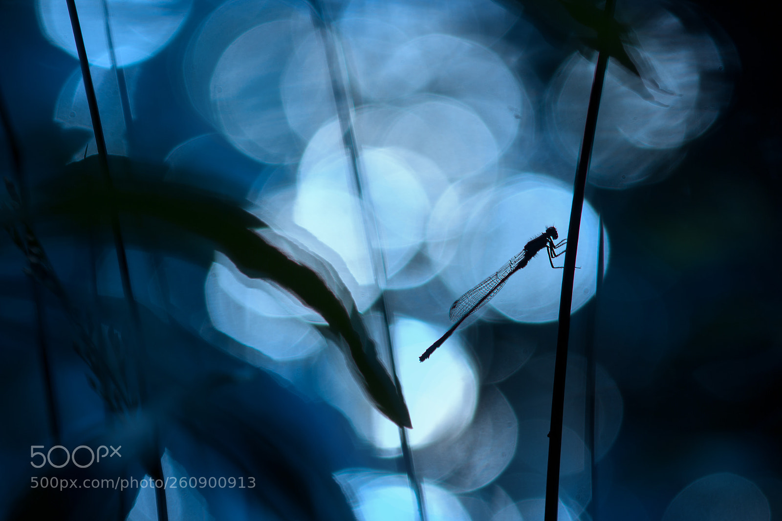 Canon EOS 600D (Rebel EOS T3i / EOS Kiss X5) sample photo. Agrion photography