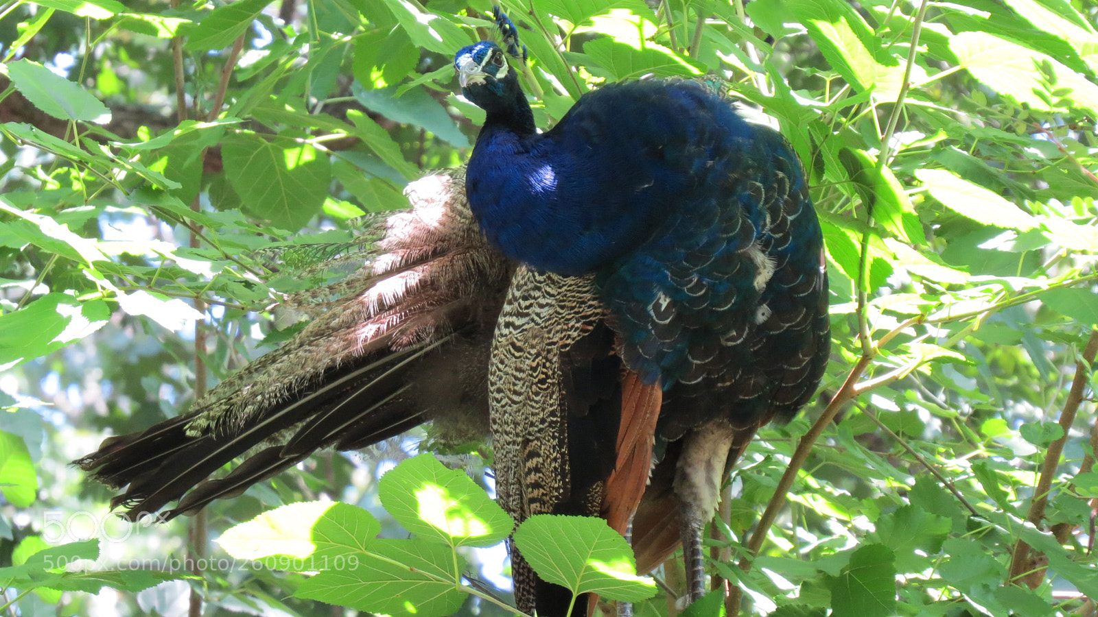 Canon PowerShot SX50 HS sample photo. Animal photography
