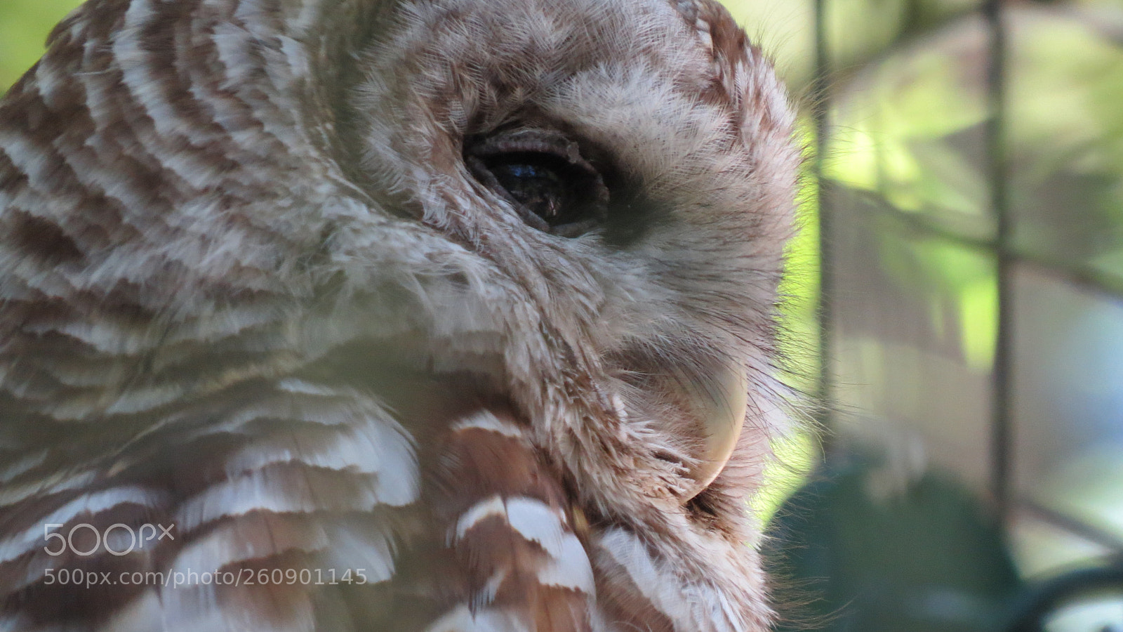Canon PowerShot SX50 HS sample photo. Animal photography