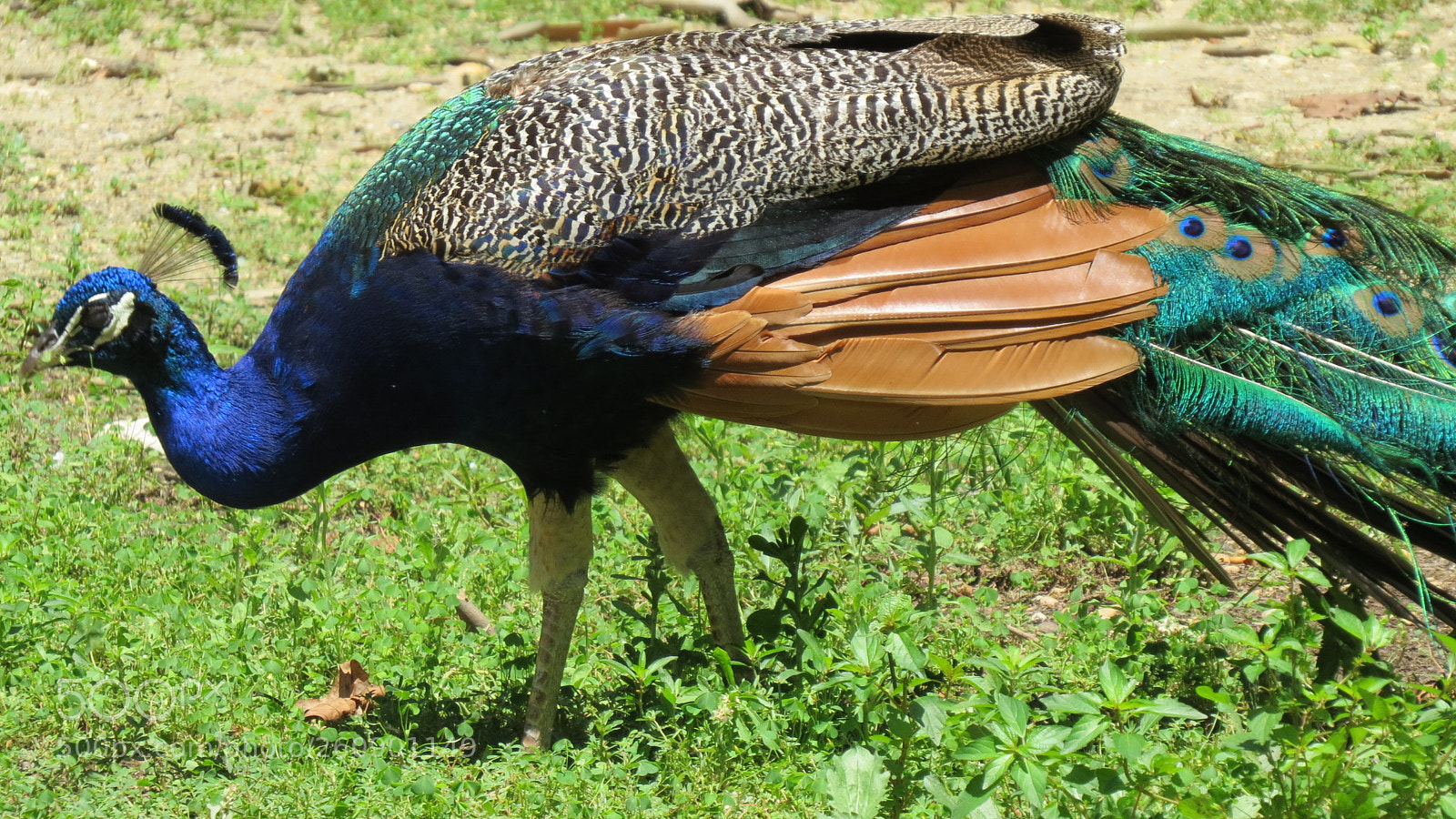 Canon PowerShot SX50 HS sample photo. Animal photography