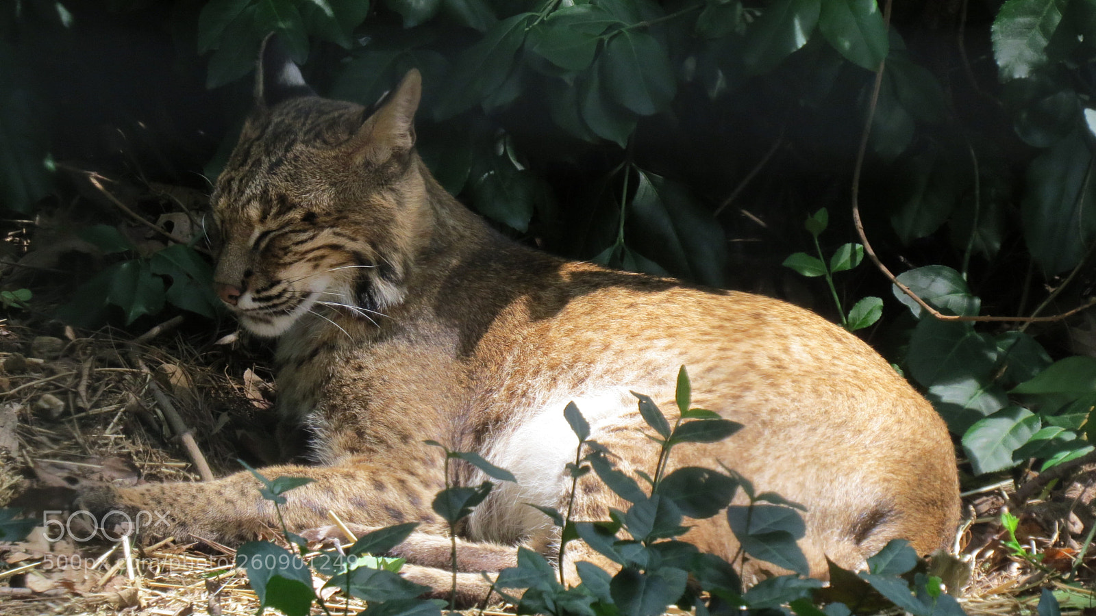 Canon PowerShot SX50 HS sample photo. Animal photography