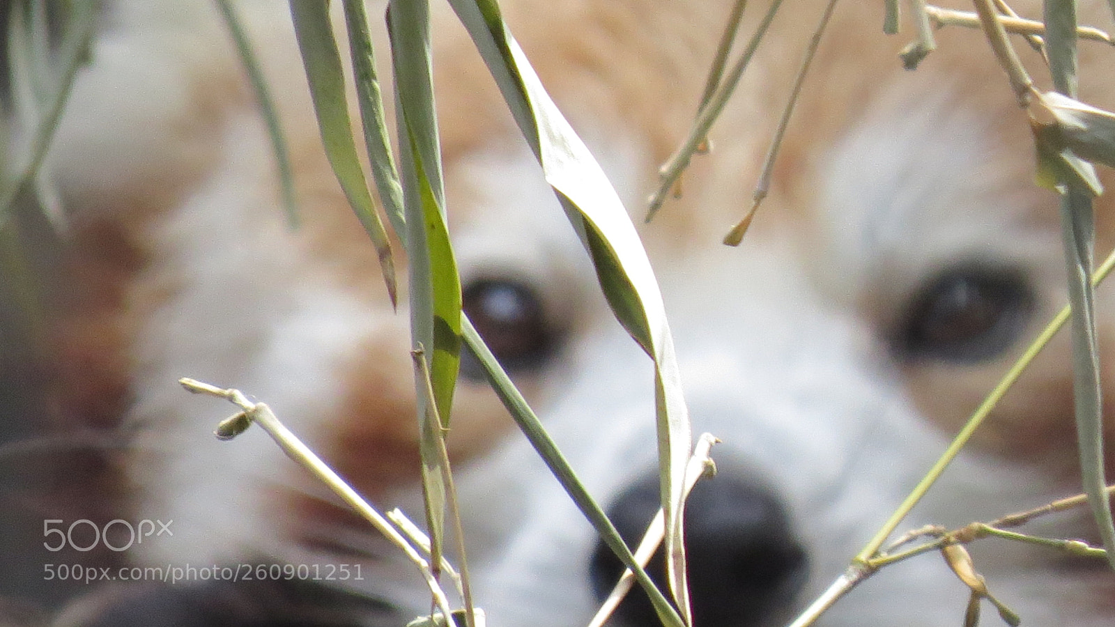 Canon PowerShot SX50 HS sample photo. Animal photography