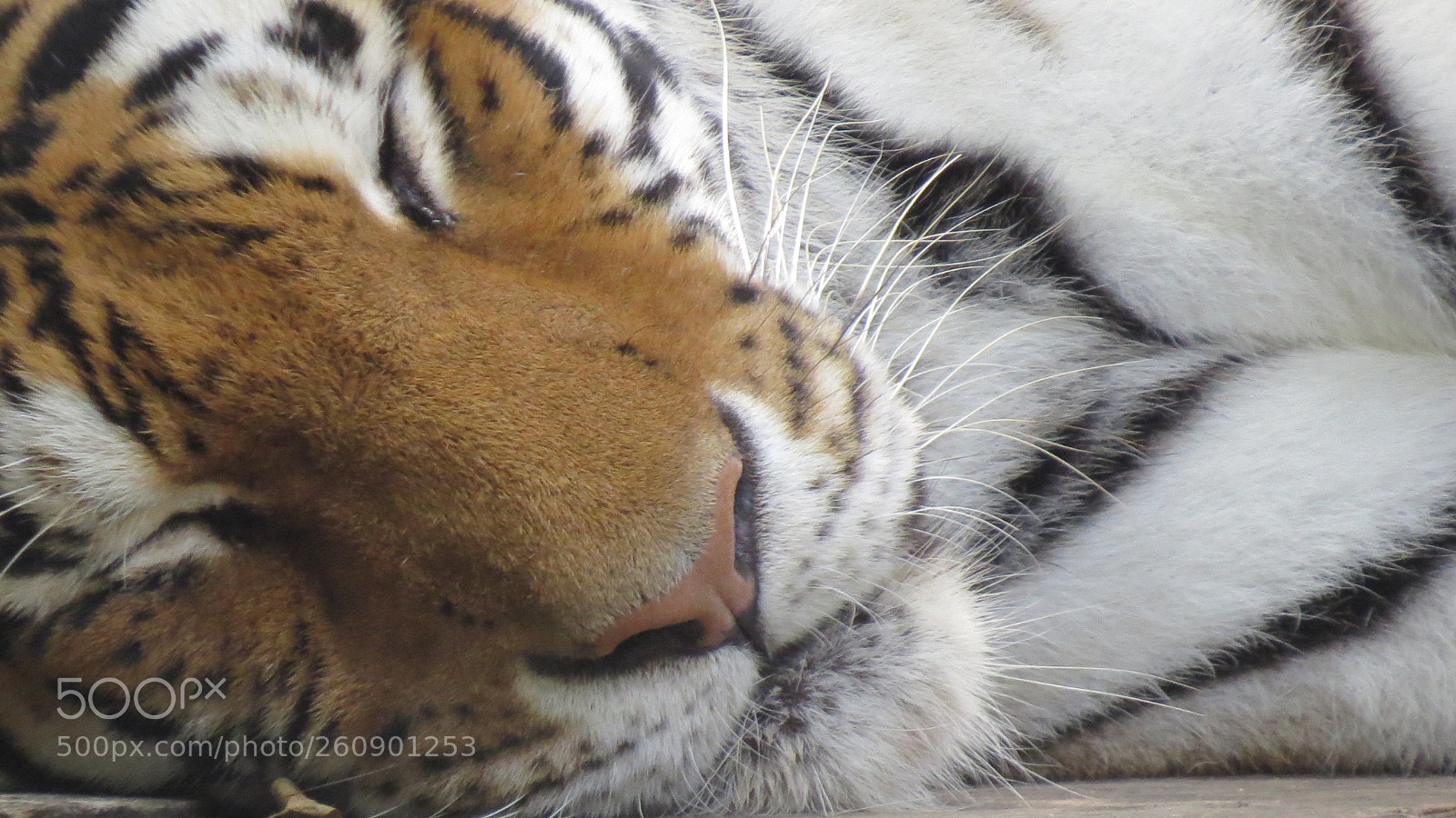 Canon PowerShot SX50 HS sample photo. Animal photography