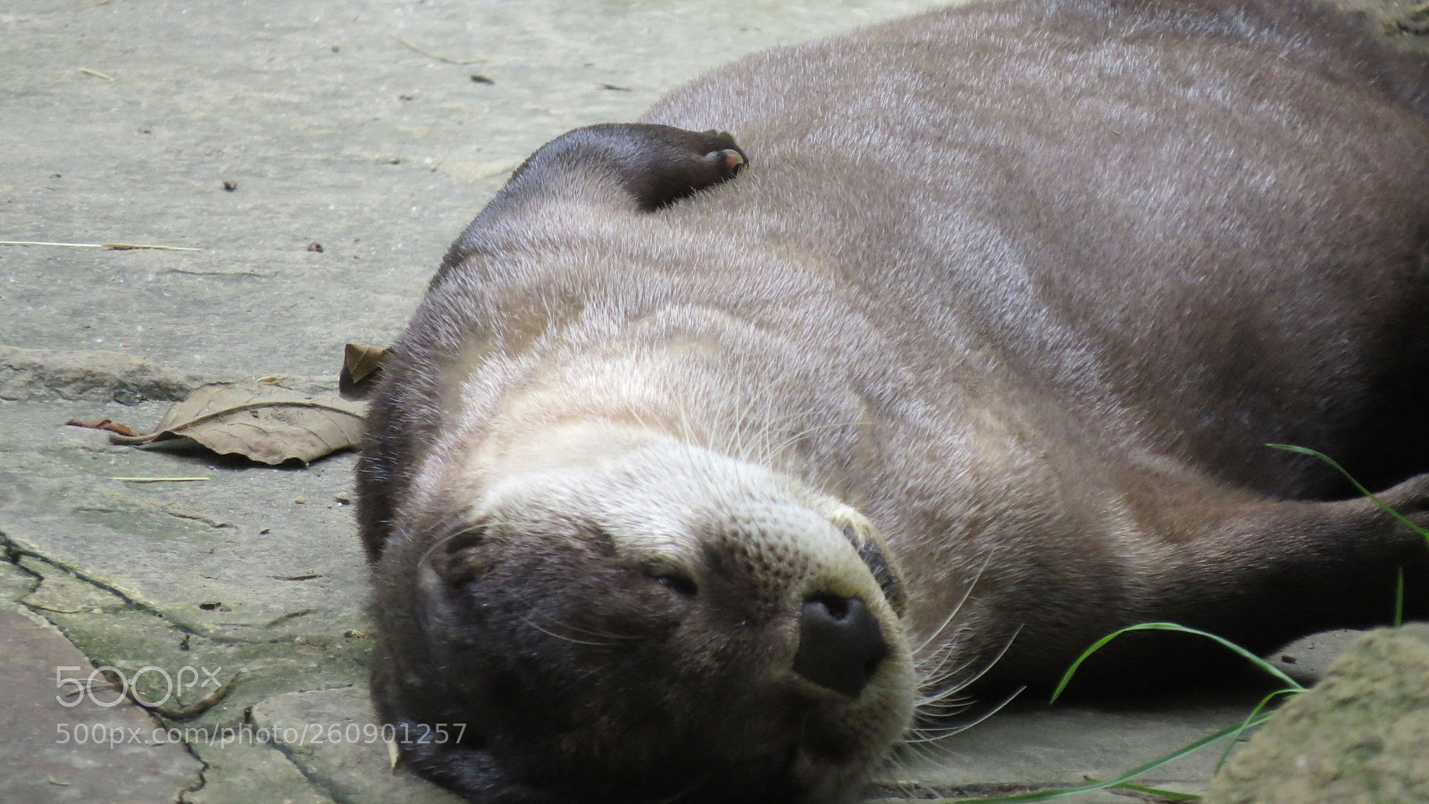Canon PowerShot SX50 HS sample photo. Animal photography