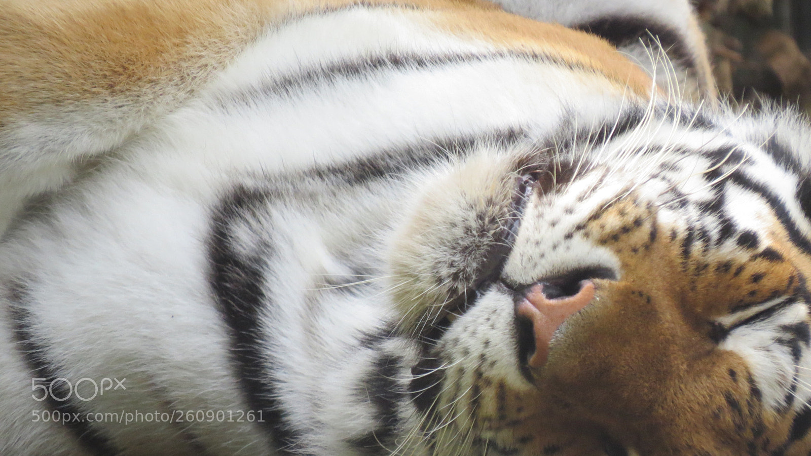 Canon PowerShot SX50 HS sample photo. Animal photography