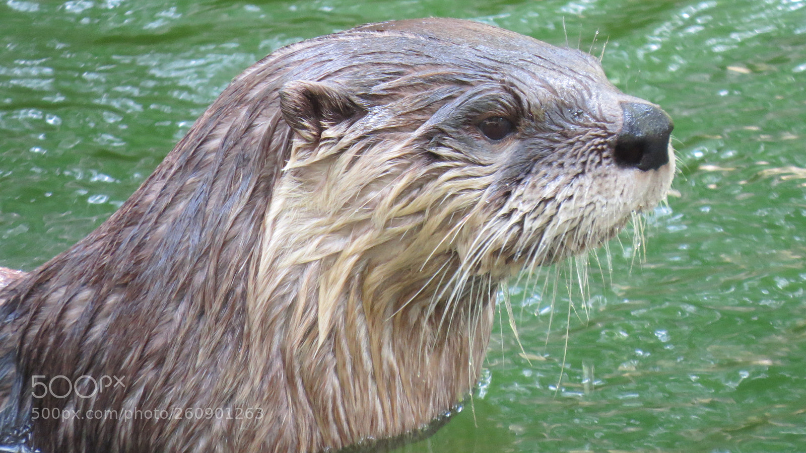 Canon PowerShot SX50 HS sample photo. Animal photography