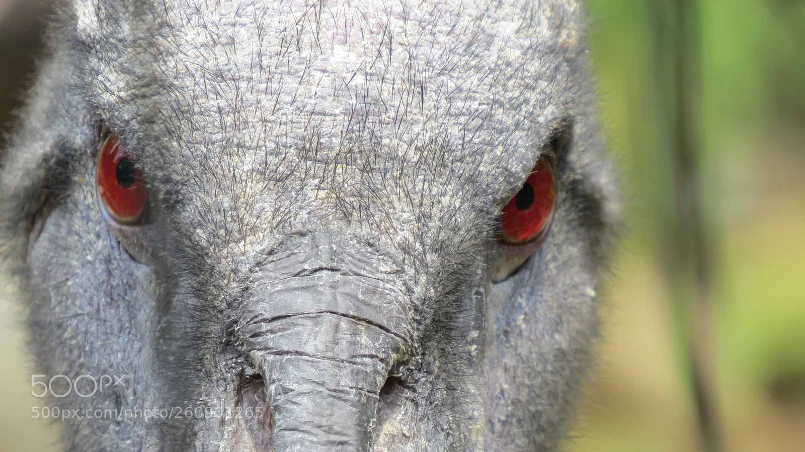 Canon PowerShot SX50 HS sample photo. Animal photography