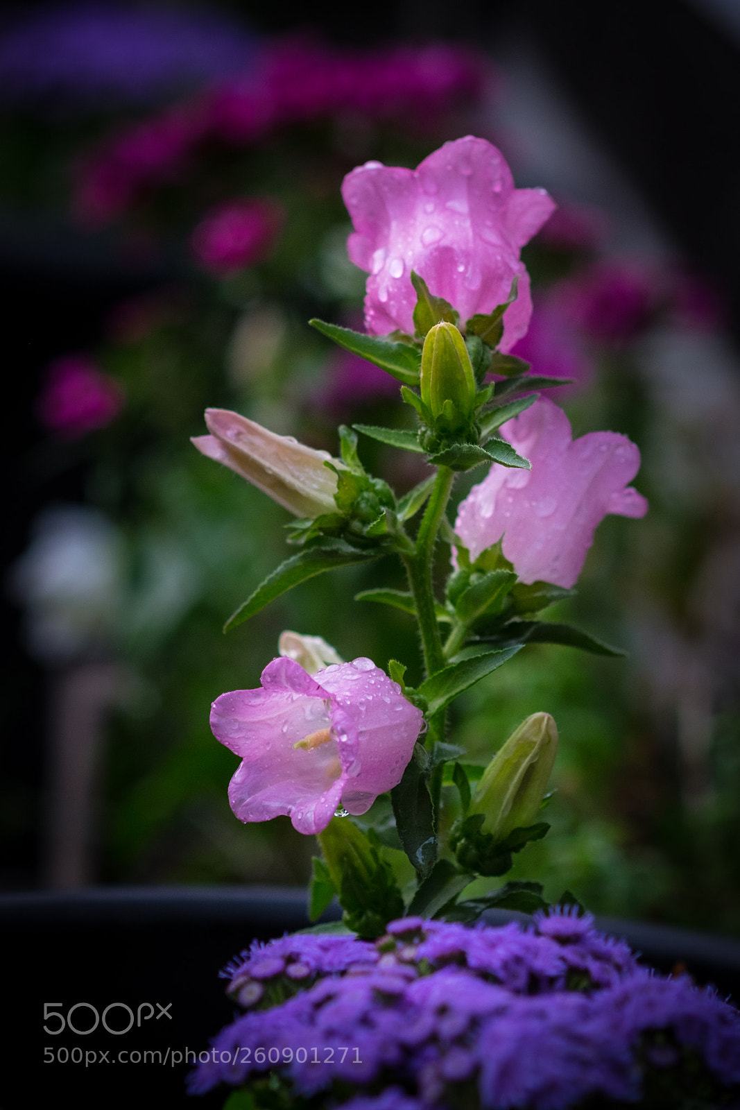 Fujifilm X-T1 sample photo. Pink flowers photography