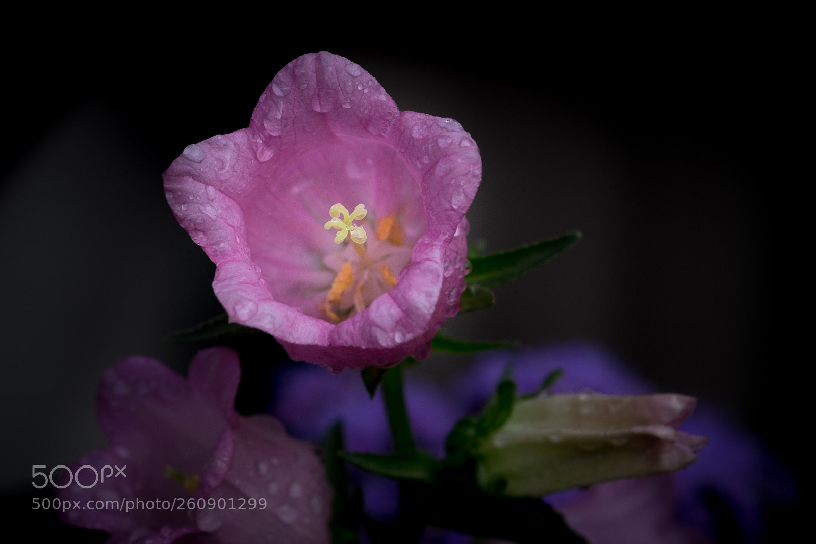 Fujifilm X-T1 sample photo. Pink flower photography