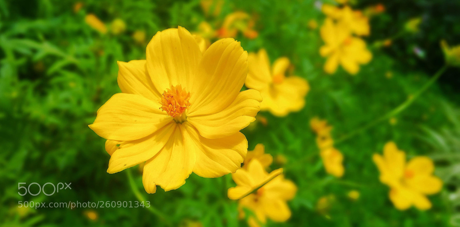 Samsung Galaxy Note4 sample photo. Beautiful yellow flower  photography