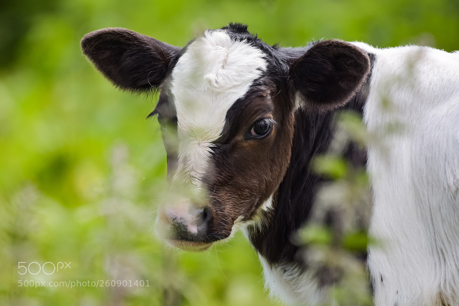 Nikon D7200 sample photo. 'the irish moo' photography