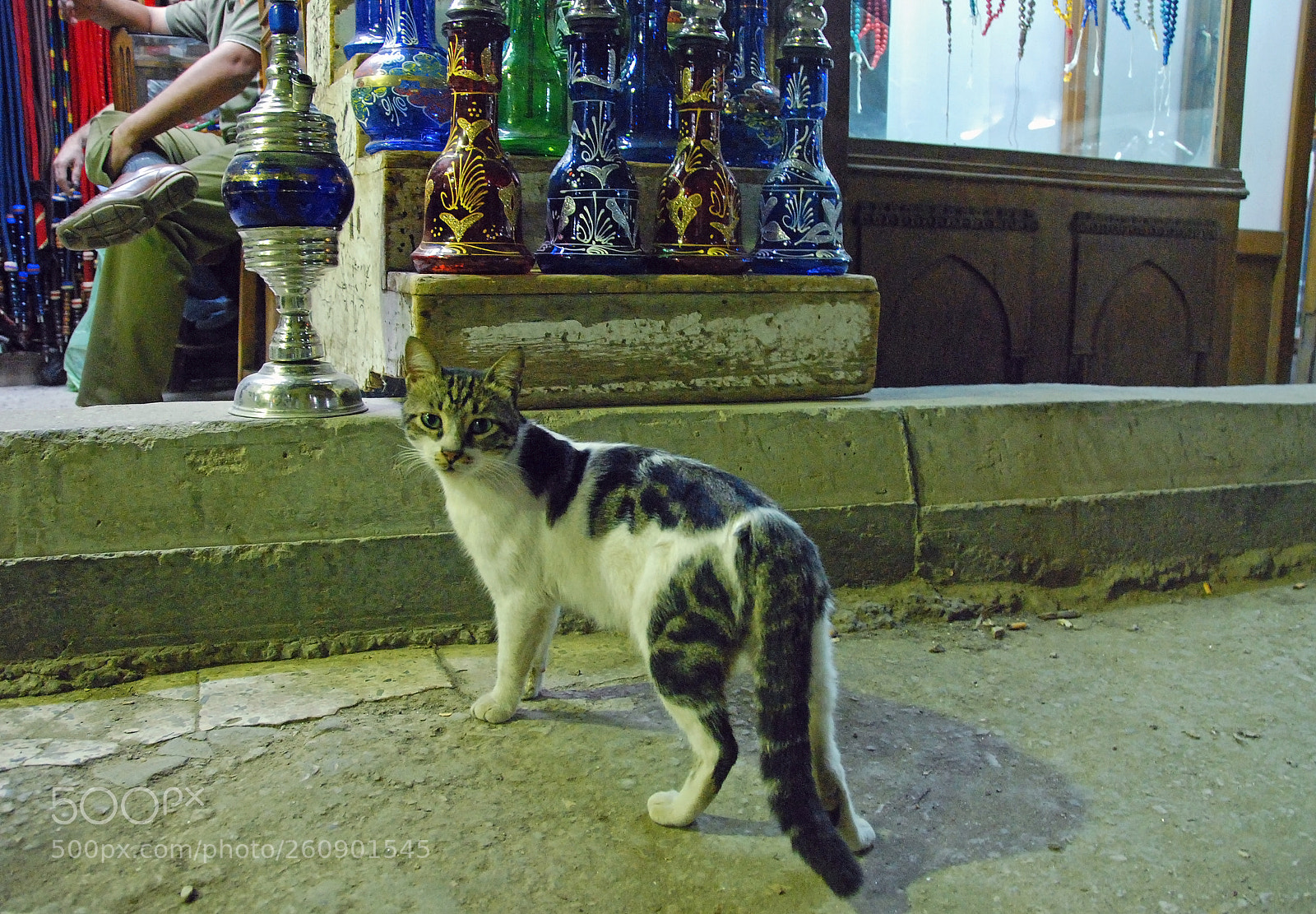 Nikon D80 sample photo. Cairo market cat. photography