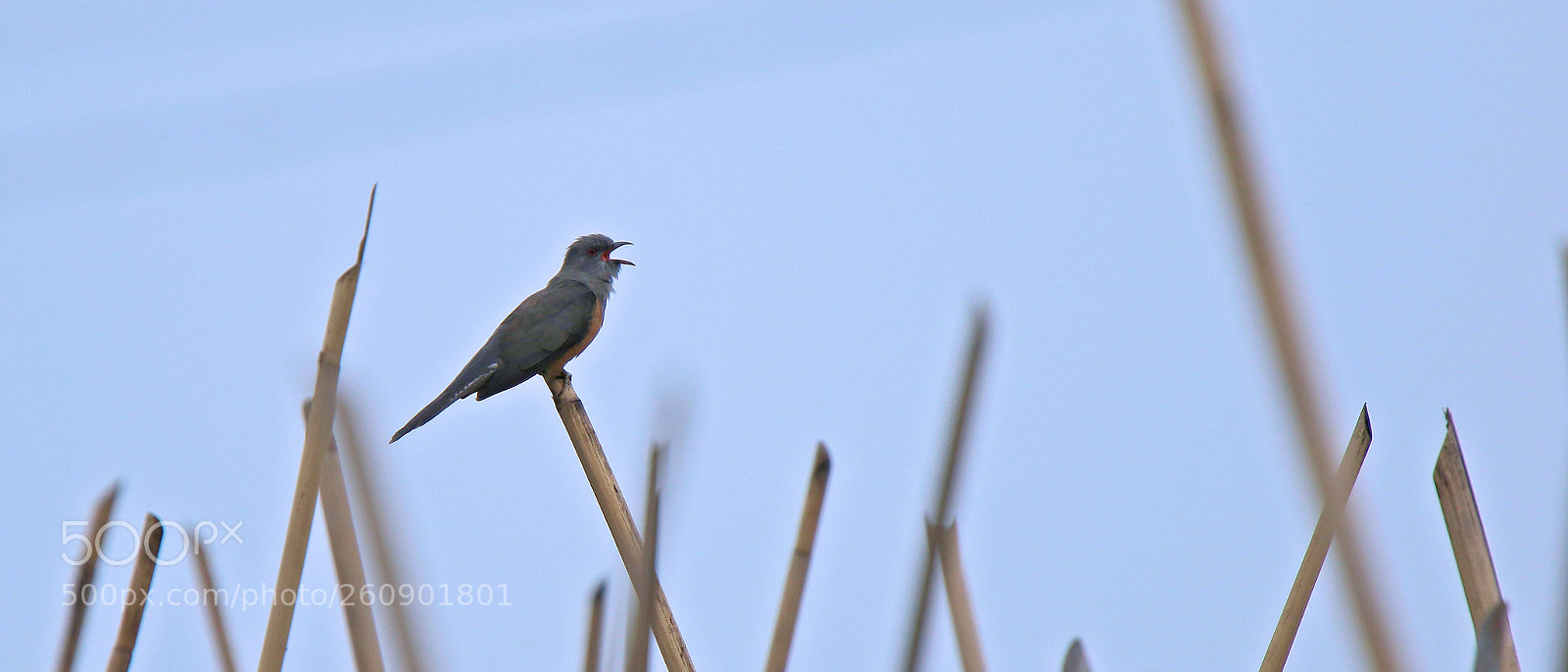 Canon EOS 7D Mark II sample photo. Plaintive cuckoo photography