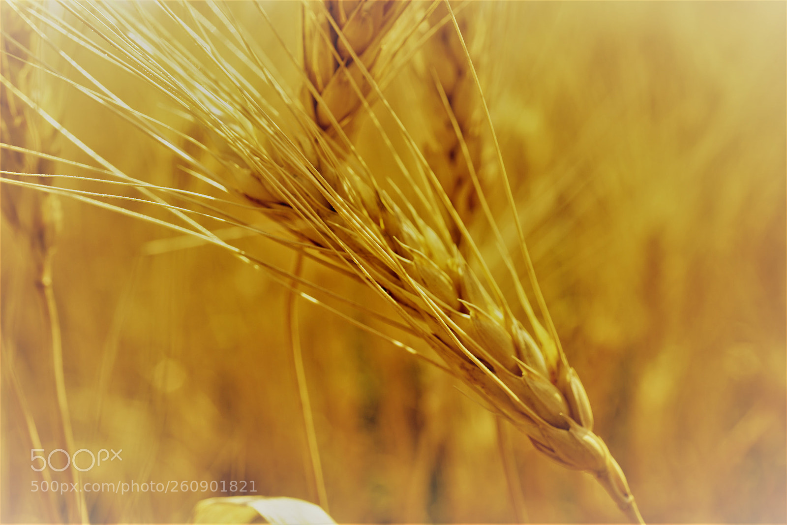 Sony a7R II sample photo. Dsc photography
