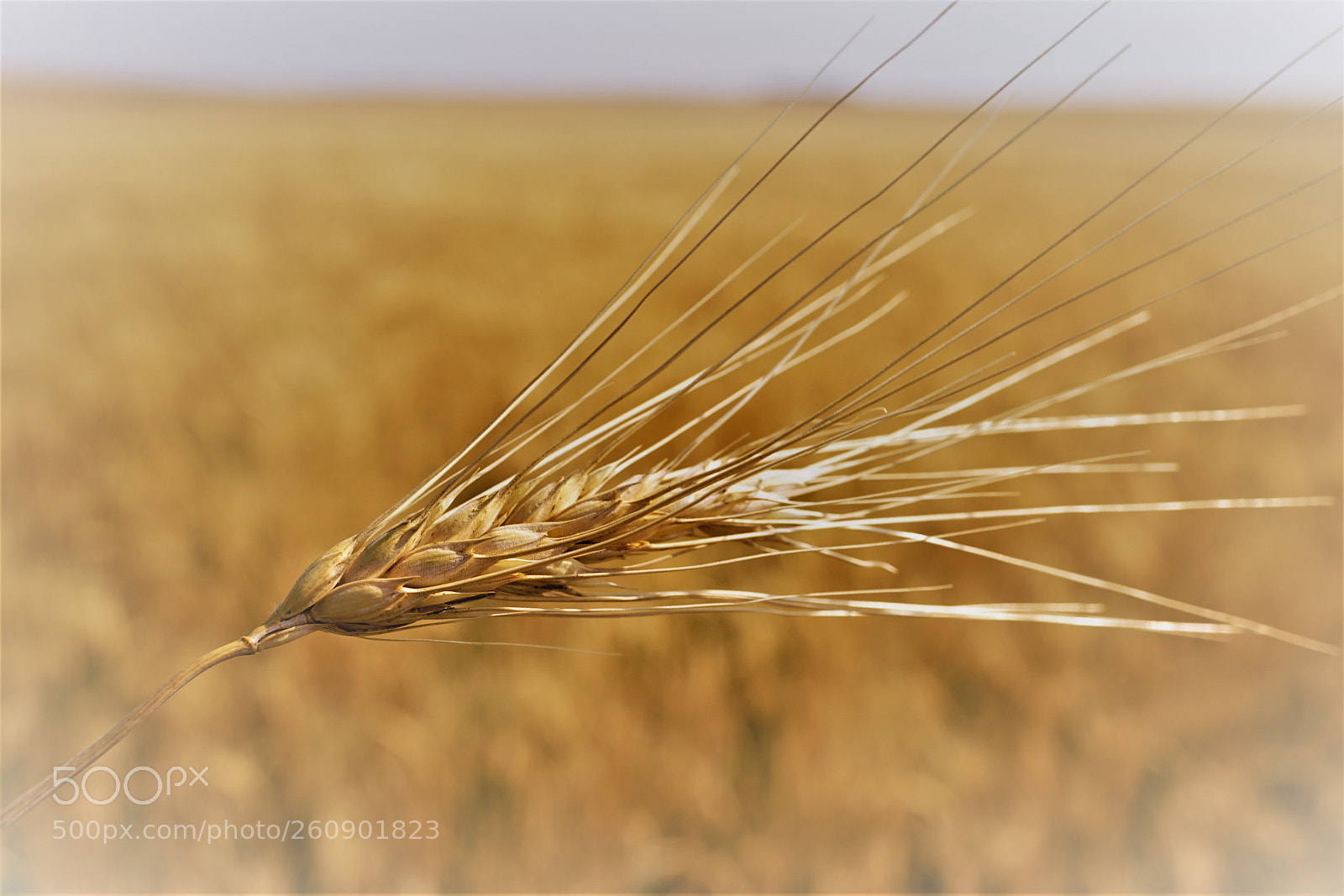 Sony a7R II sample photo. Dsc photography