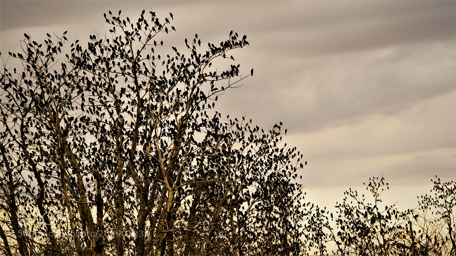 Sony a7R II sample photo. Dsc photography