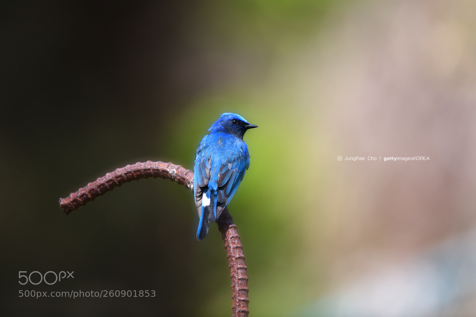 Nikon D850 sample photo. Blue-and-white flycatcher photography