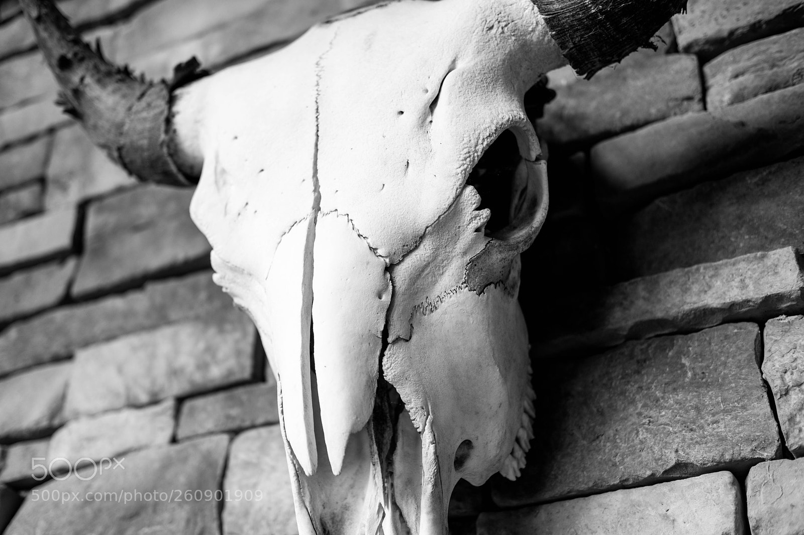 Fujifilm X-T2 sample photo. Death photography