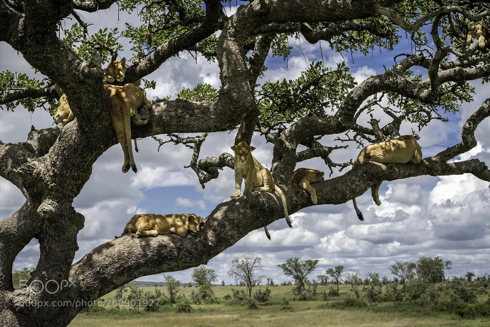 Nikon D810 sample photo. Lions tree photography