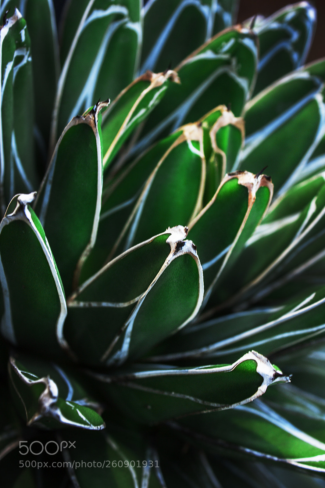 Canon EOS 500D (EOS Rebel T1i / EOS Kiss X3) sample photo. Green spike photography