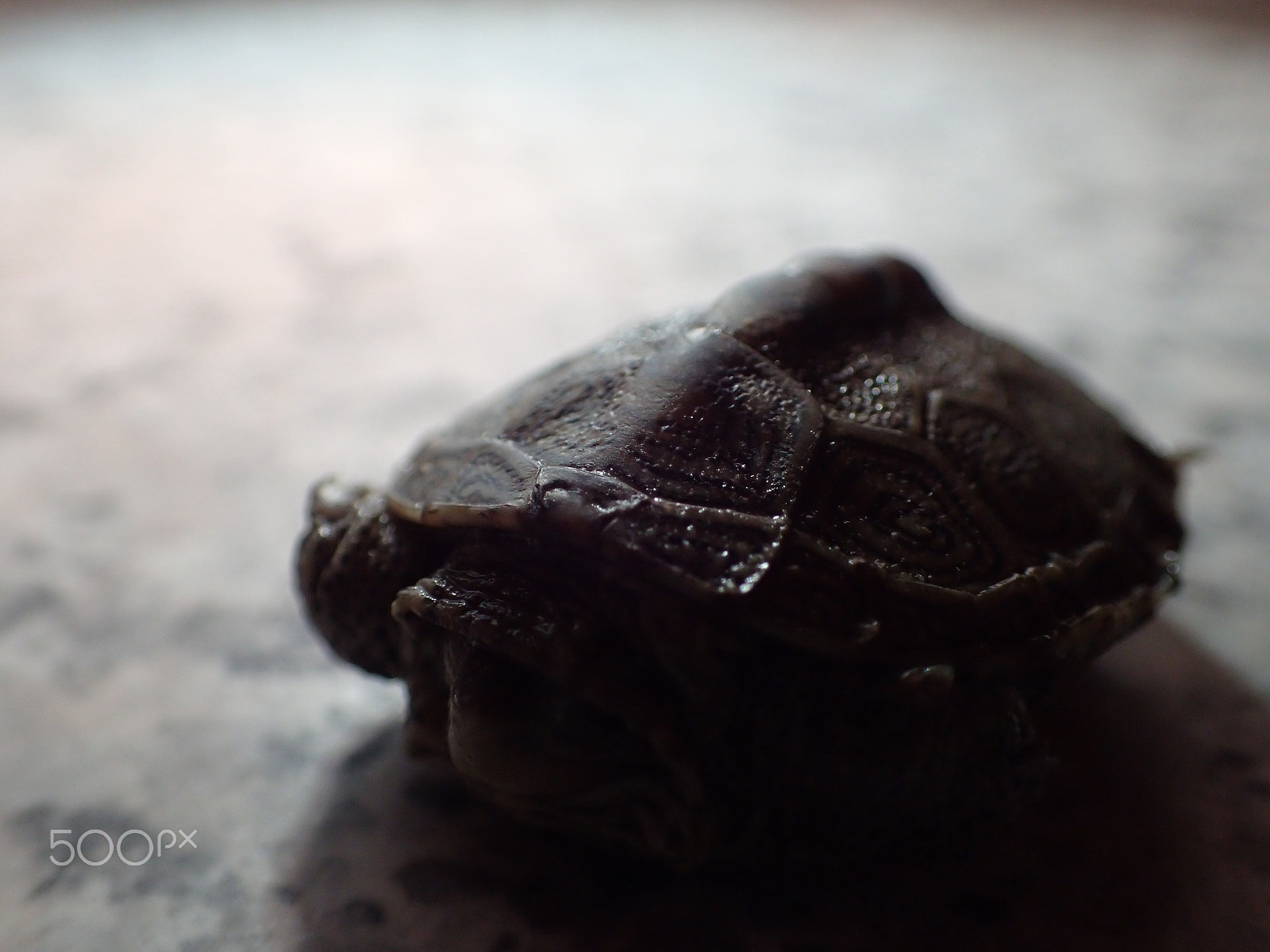 Olympus TG-4 sample photo. Sea turtle photography