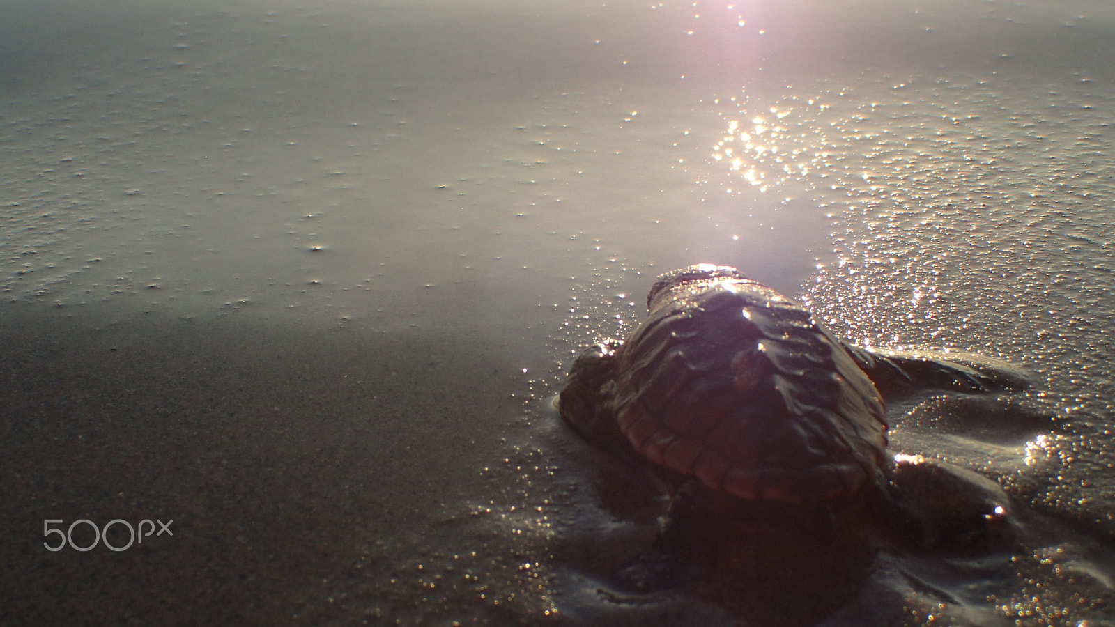 Olympus TG-4 sample photo. Sea turtle photography