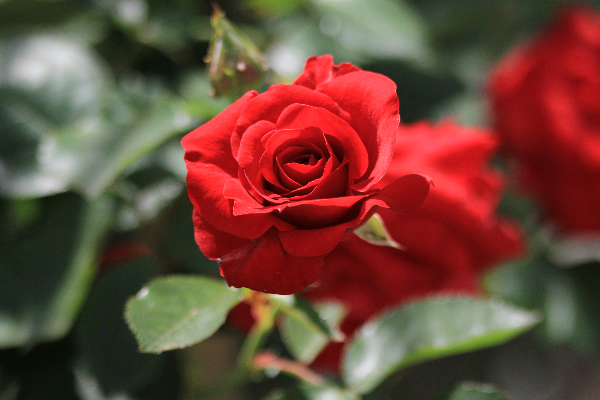 Canon EF 75-300mm f/4-5.6 sample photo. Rose photography