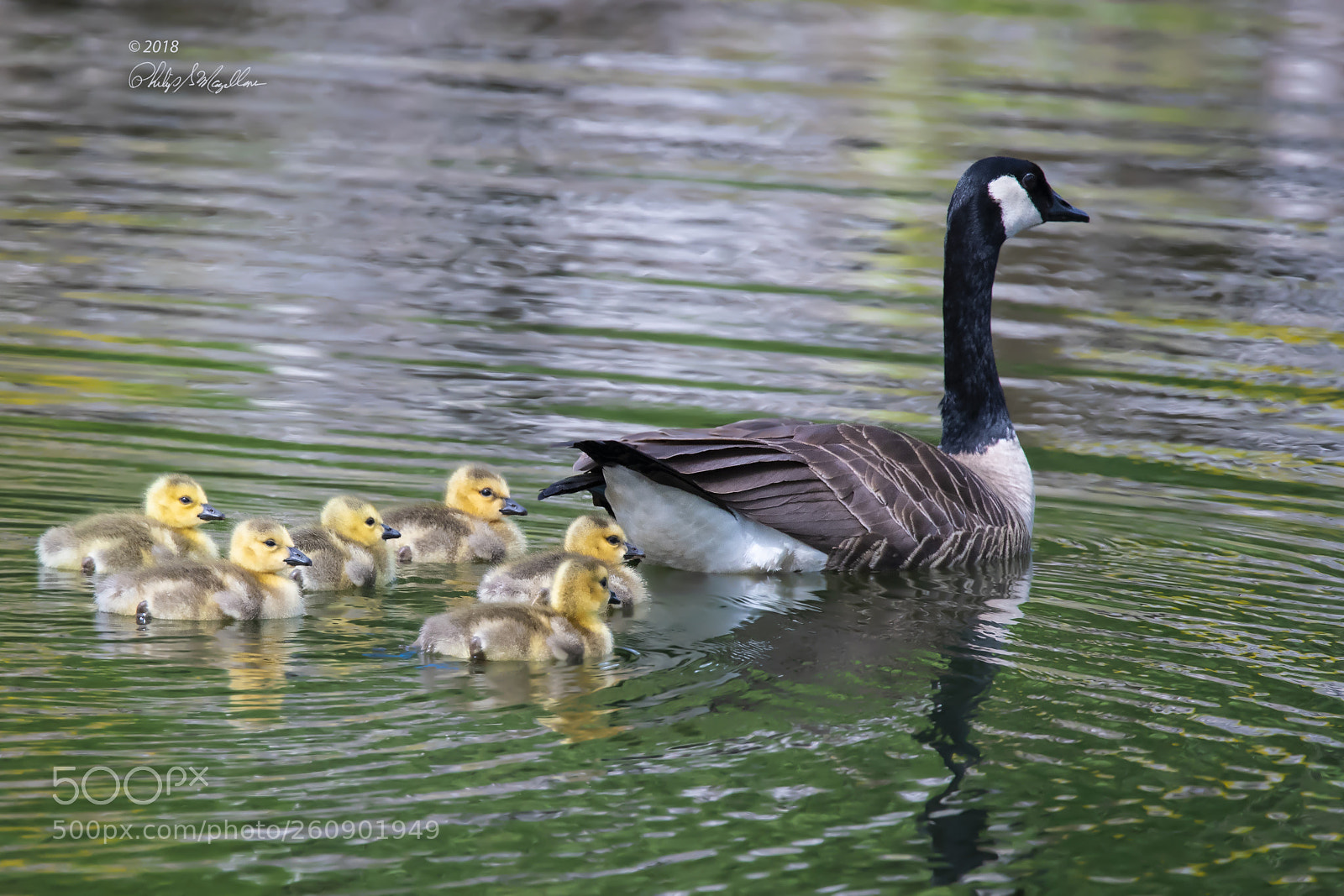 Nikon D500 sample photo. Mom and six goslings photography
