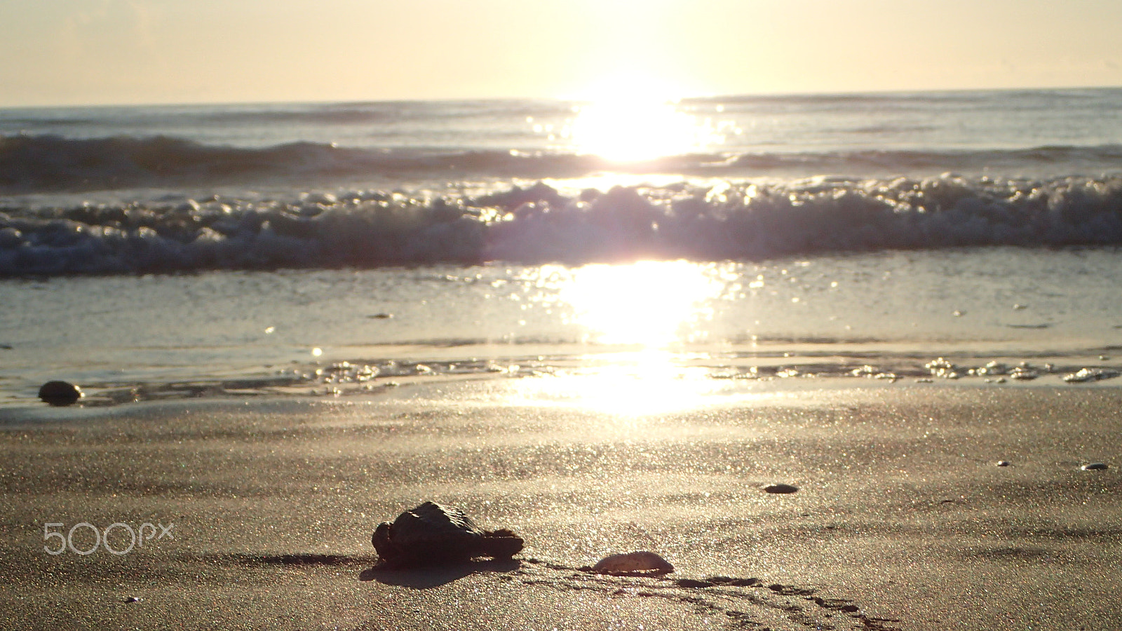 Olympus TG-4 sample photo. Sea turtle photography